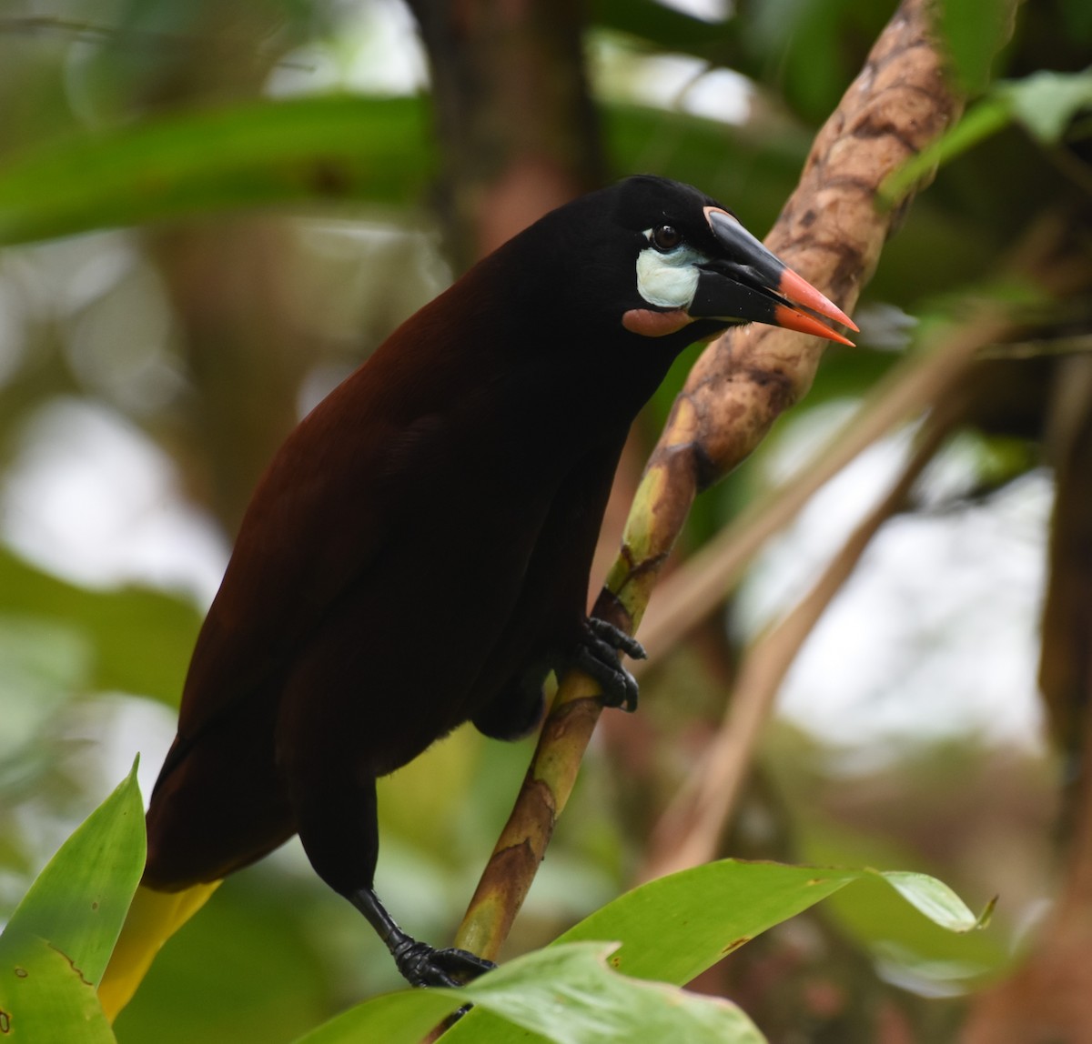 montezumaoropendola - ML646949395