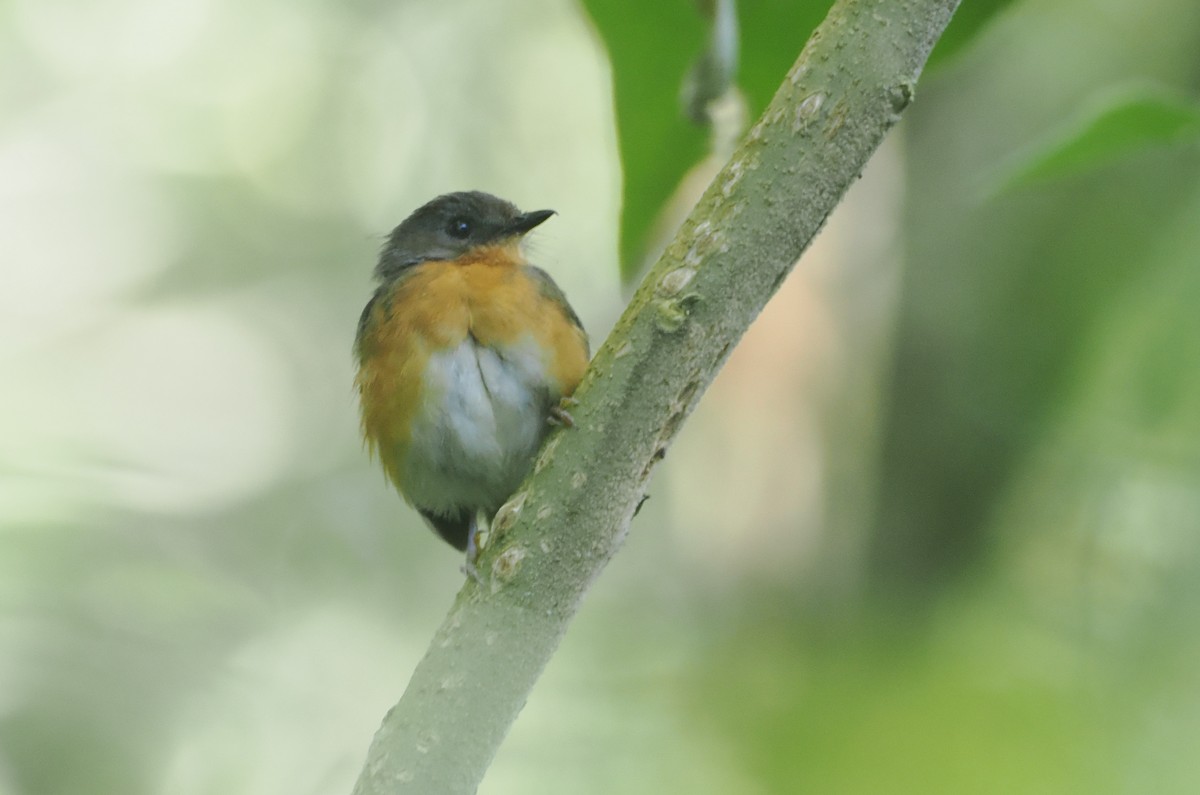 ekvatorialakalat - ML646949396