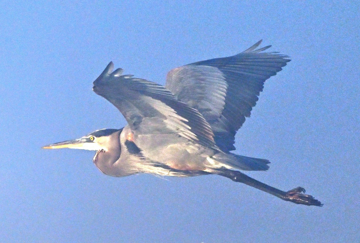 herodiashegre - ML646949397