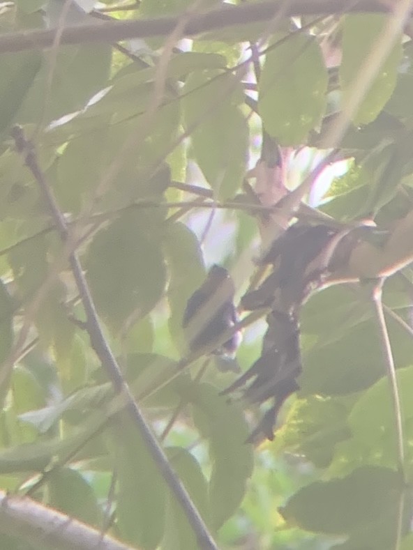 Silvery Tanager - ML646949400