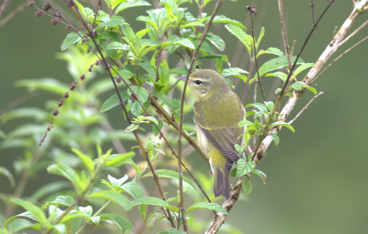 møllparula - ML646949405