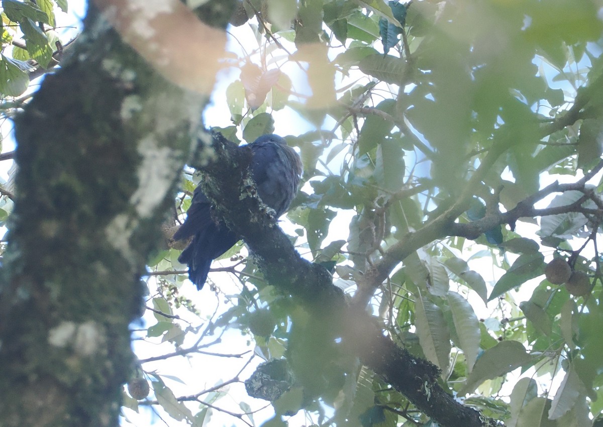 krittnakkedue - ML646949407