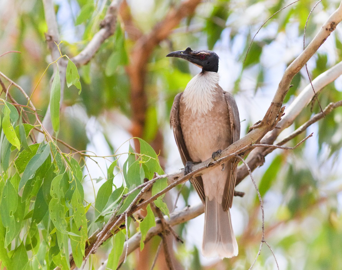 skrålemunkefugl - ML646949409