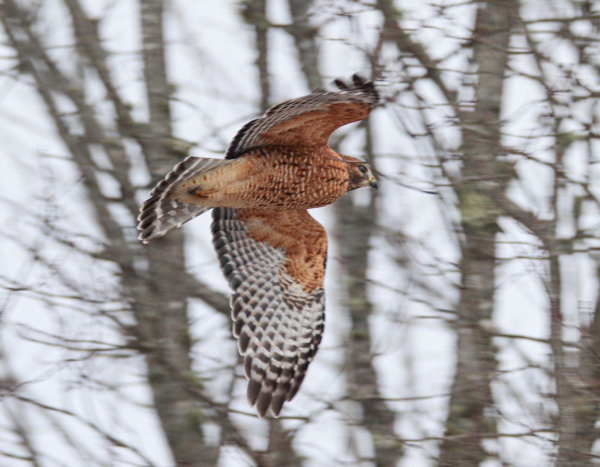 rødvingevåk - ML646949410