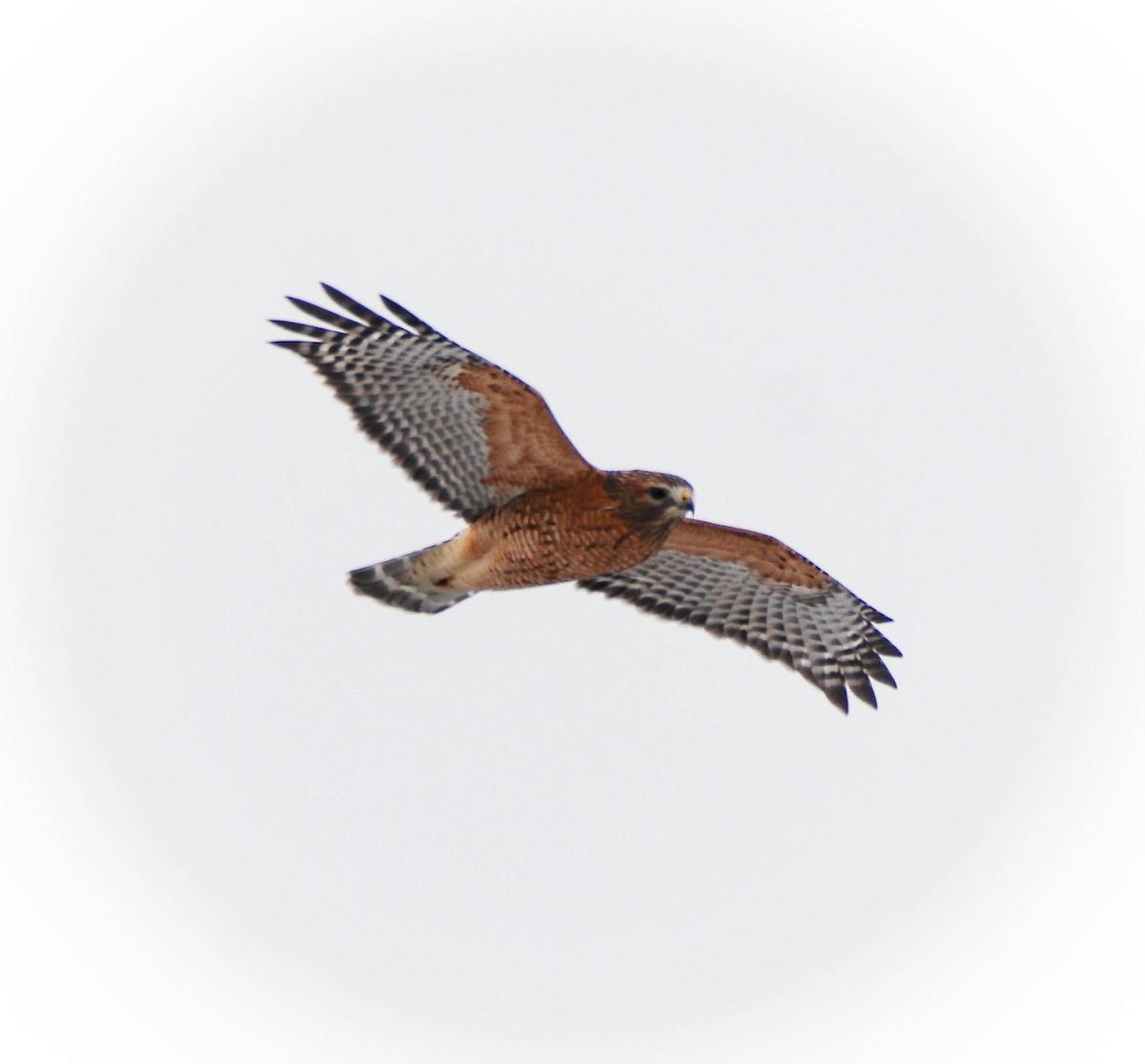 rødvingevåk - ML646949411