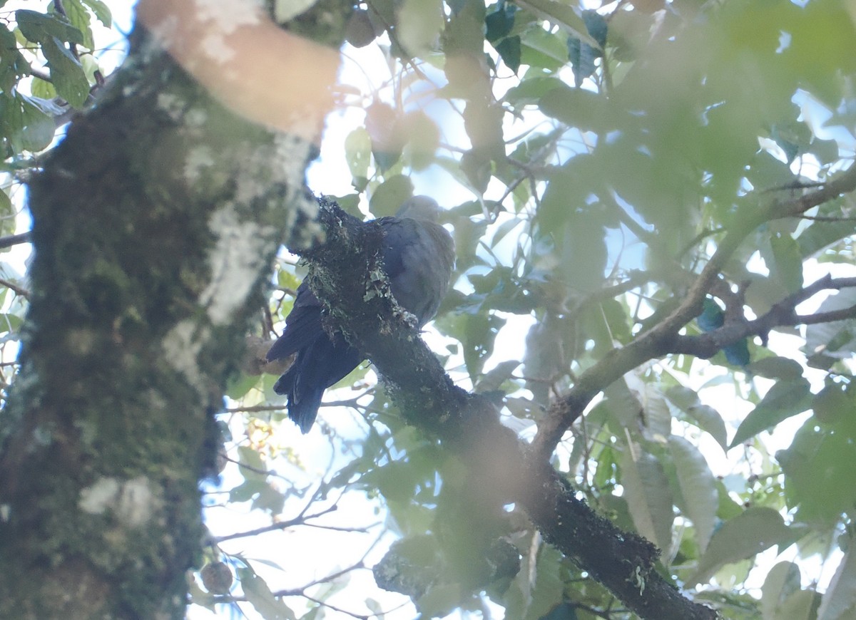 krittnakkedue - ML646949416