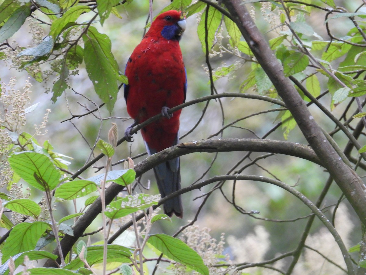 アカクサインコ - ML646949417