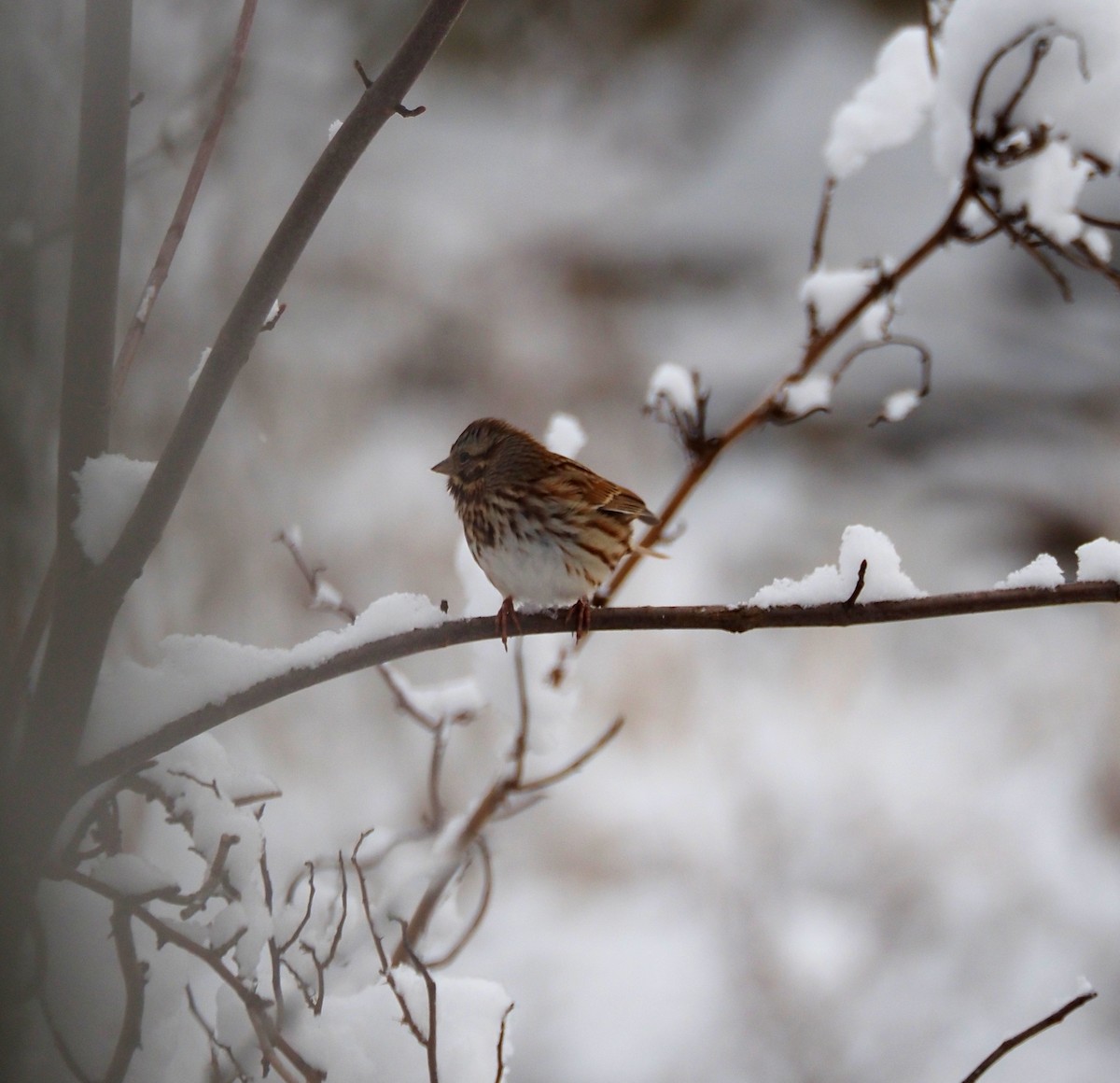 Song Sparrow - ML646949420