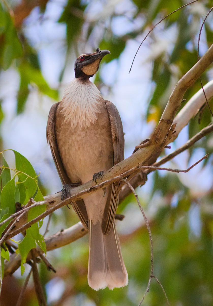 Noisy Friarbird - ML646949422