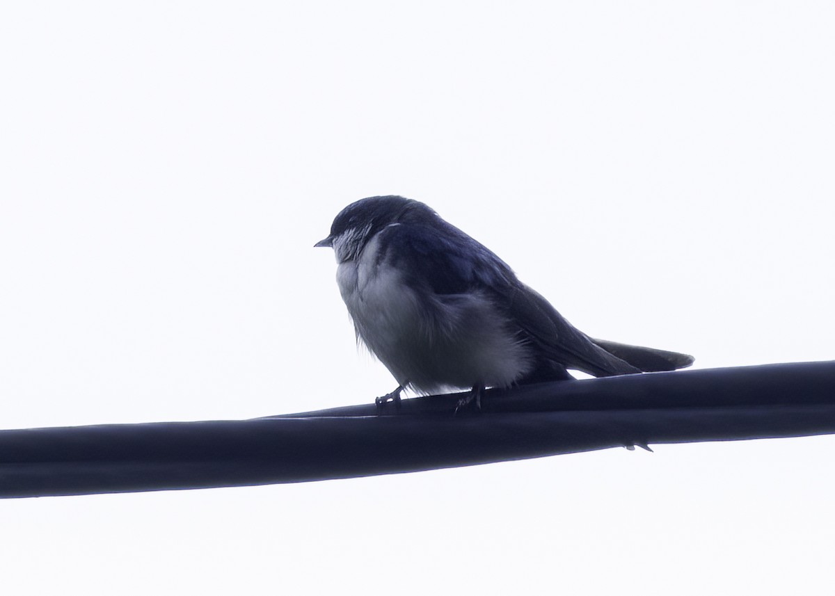 Ластовиця патагонська - ML646949423