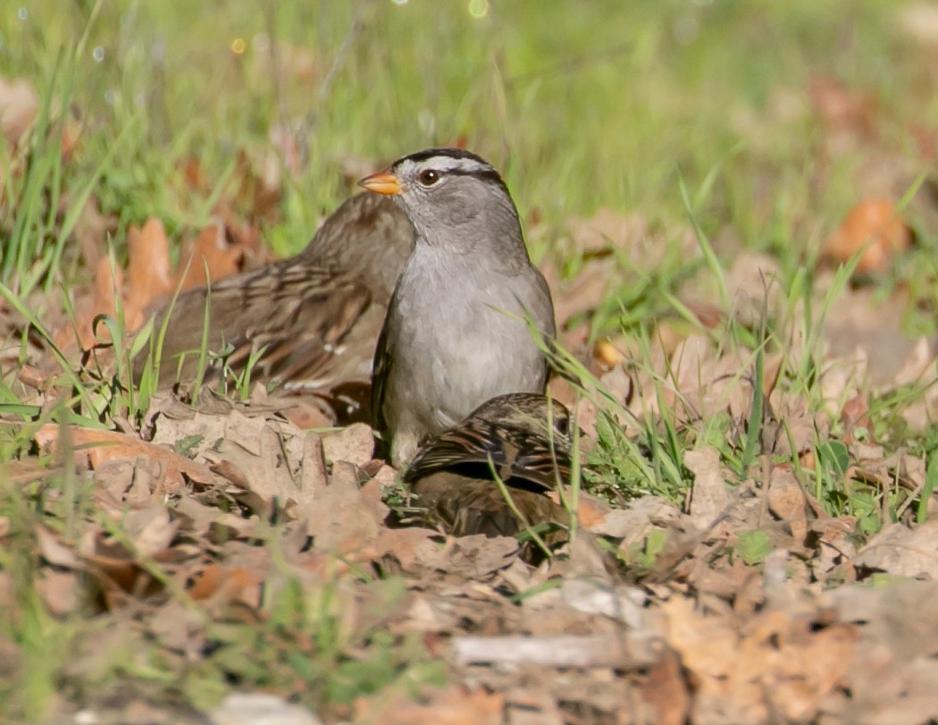 ミヤマシトド - ML646949425