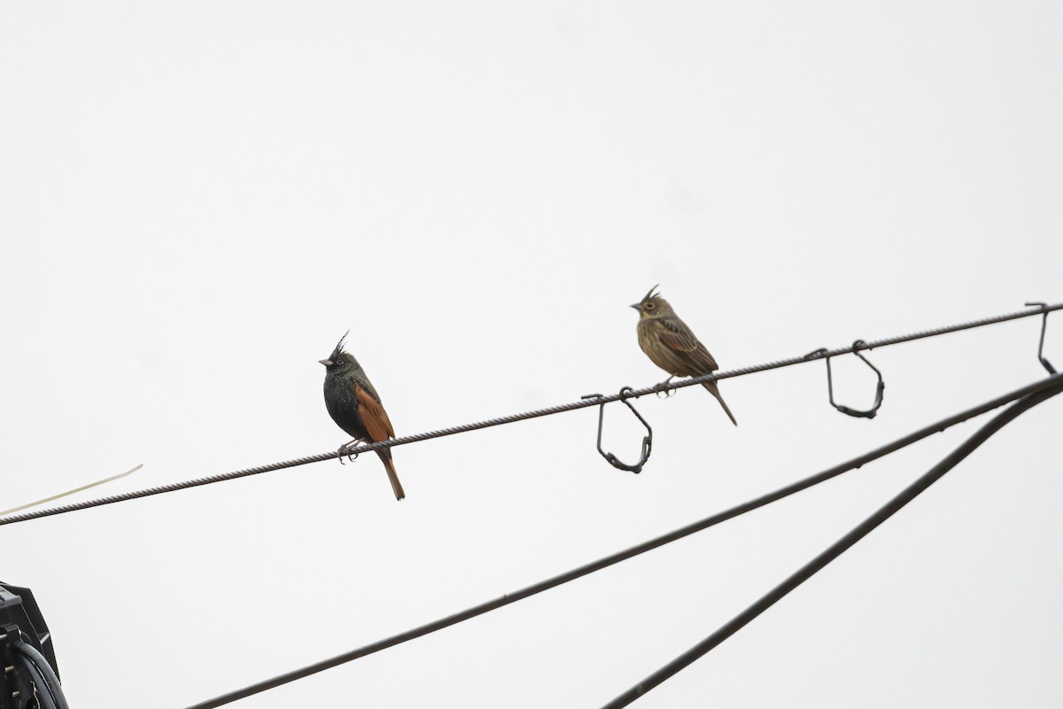 Crested Bunting - ML646949432