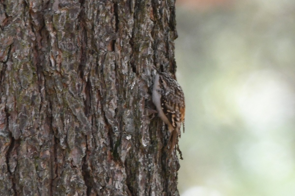 Brown Creeper - ML646949434