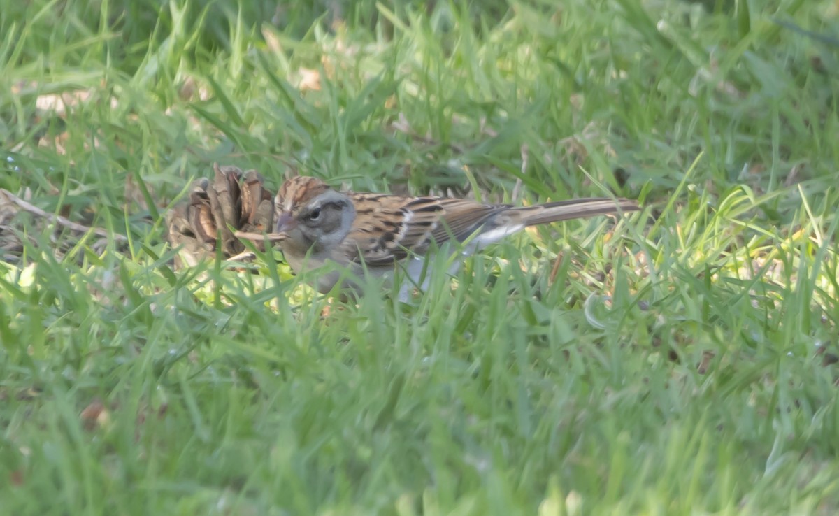 Chipping Sparrow - ML646949436