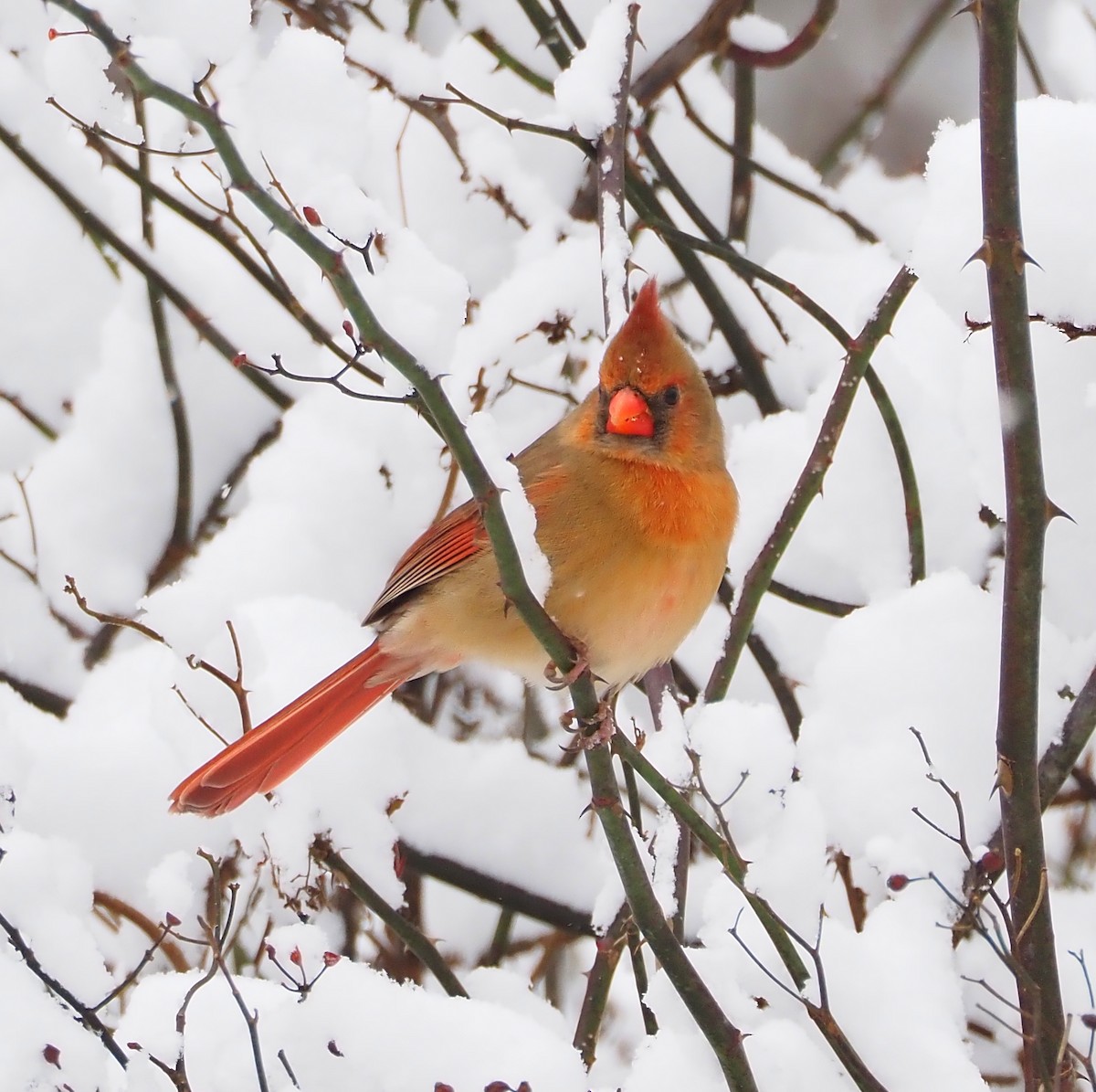 Northern Cardinal - ML646949442