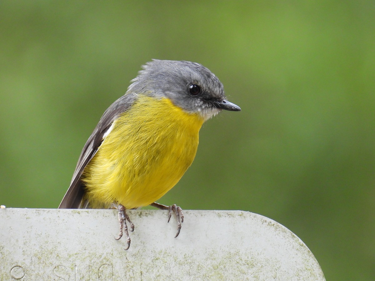 ヒガシキバラヒタキ - ML646949443