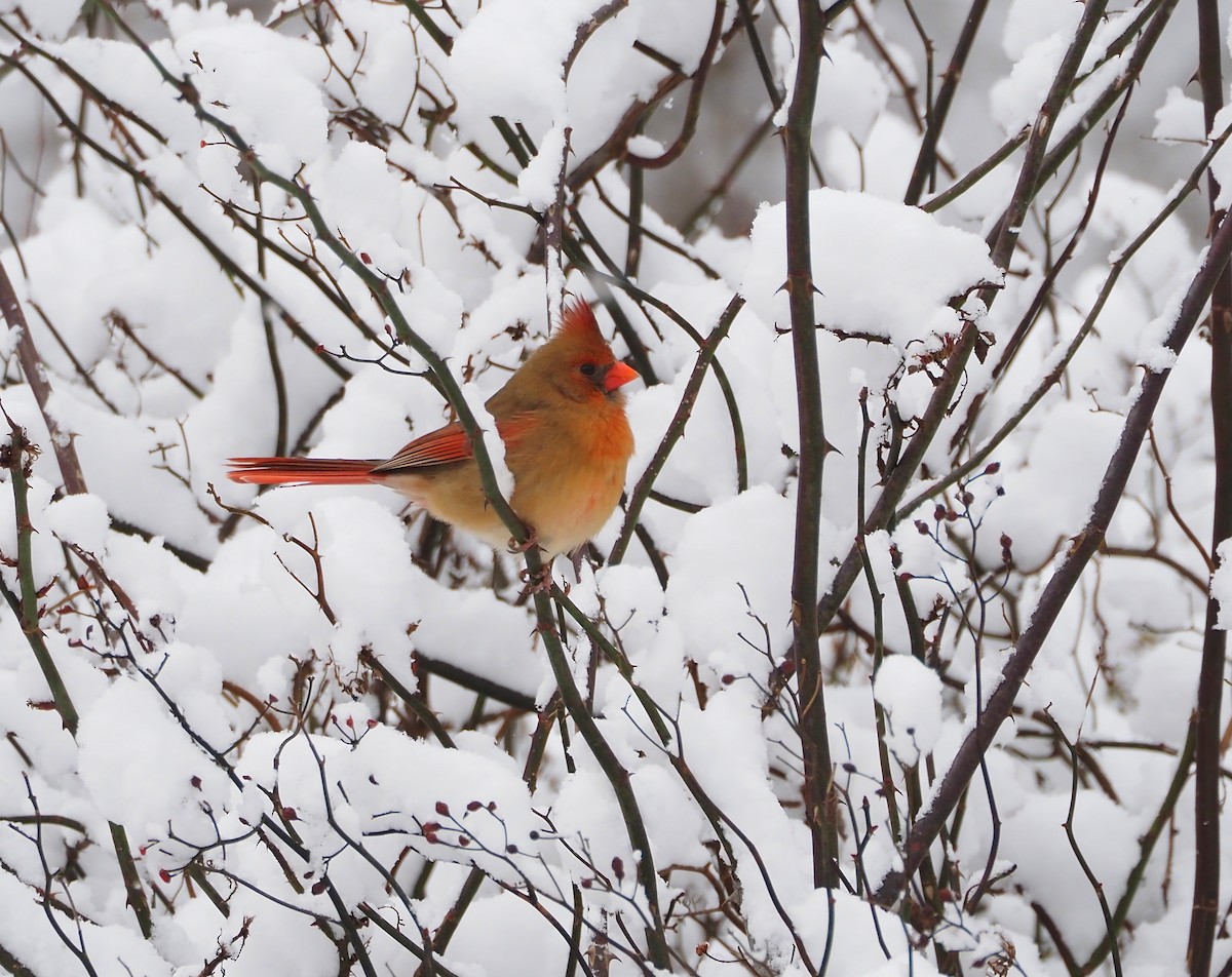 Northern Cardinal - ML646949444