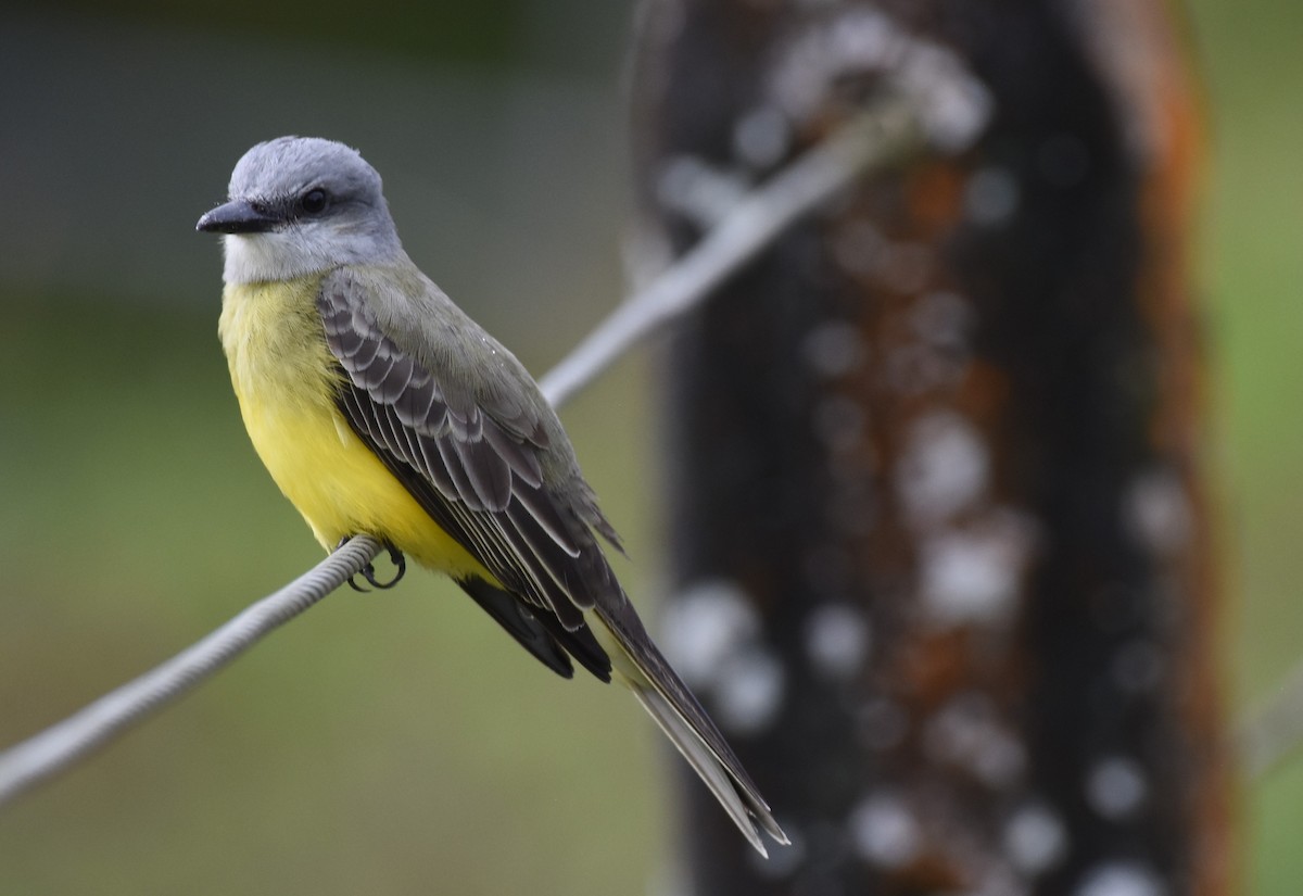 Gray-capped Flycatcher - ML646949449