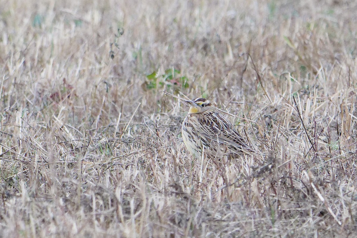 Eastern Meadowlark - ML646949451