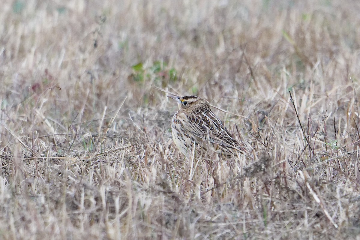 Eastern Meadowlark - ML646949452