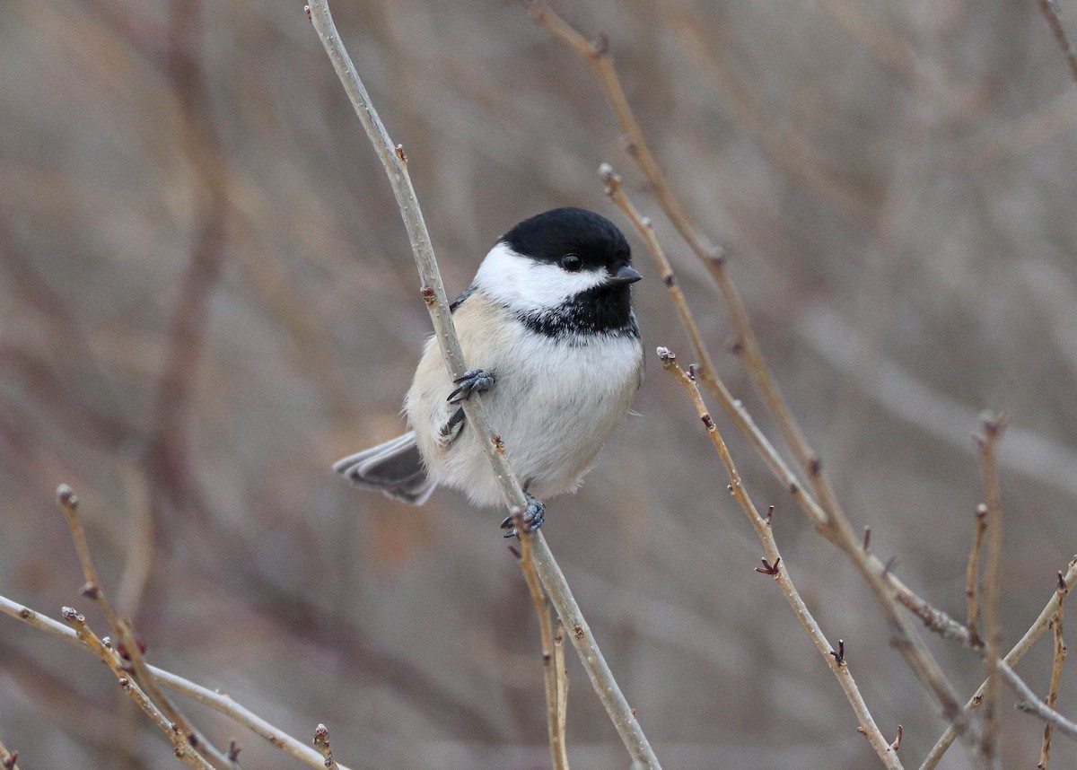 Amerika Baştankarası - ML646949453