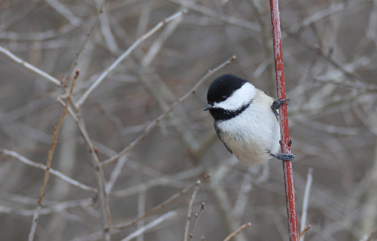 Amerika Baştankarası - ML646949454