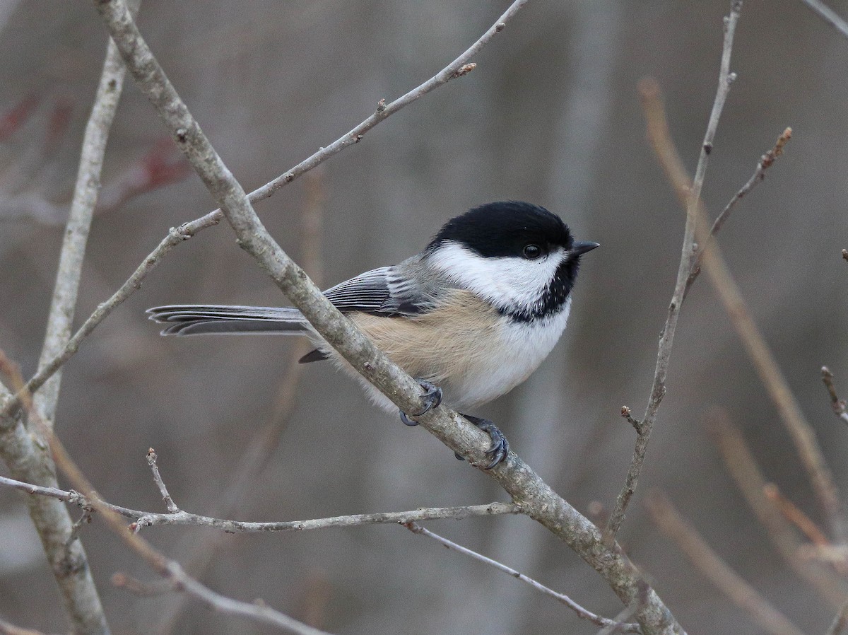 Amerika Baştankarası - ML646949455