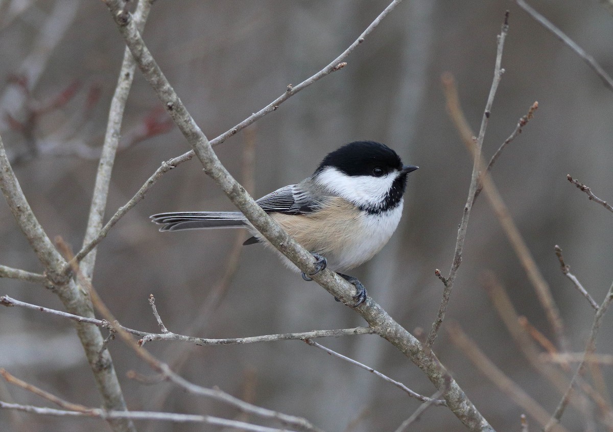 Amerika Baştankarası - ML646949456