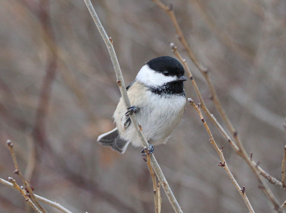 Amerika Baştankarası - ML646949457