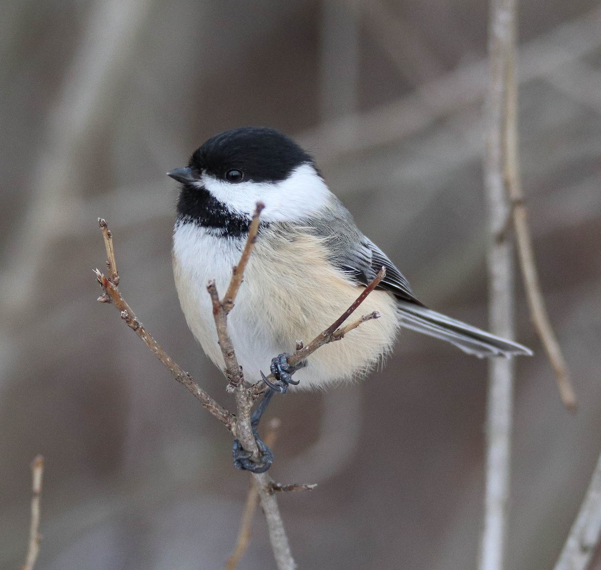 Amerika Baştankarası - ML646949458