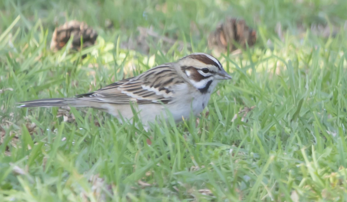 גיבתונית לבנת-גבה - ML646949459