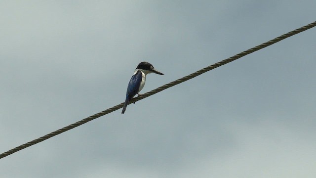 Forest Kingfisher - ML646949460