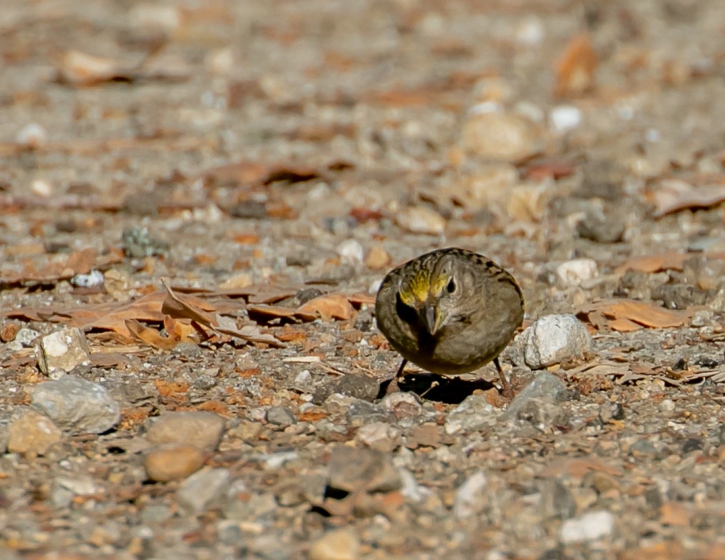 キガシラシトド - ML646949462