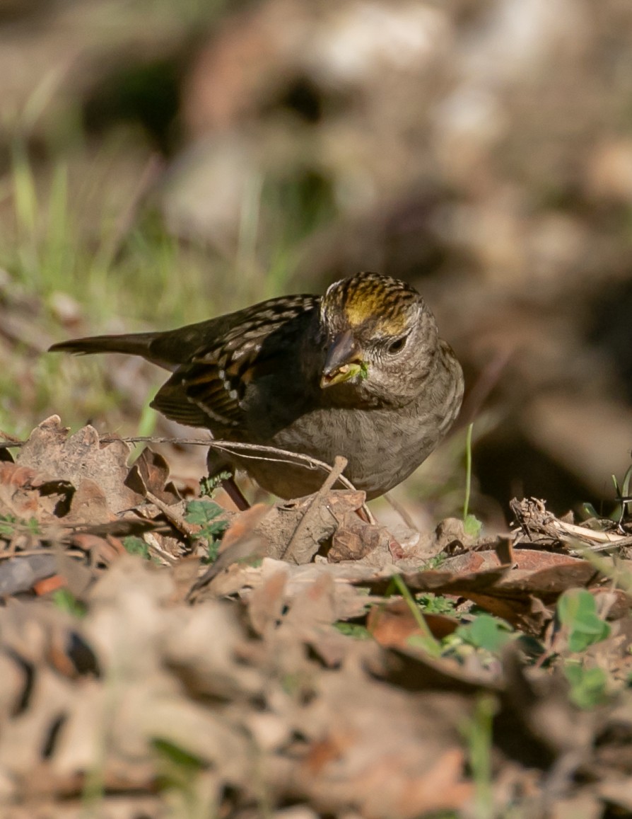 キガシラシトド - ML646949463