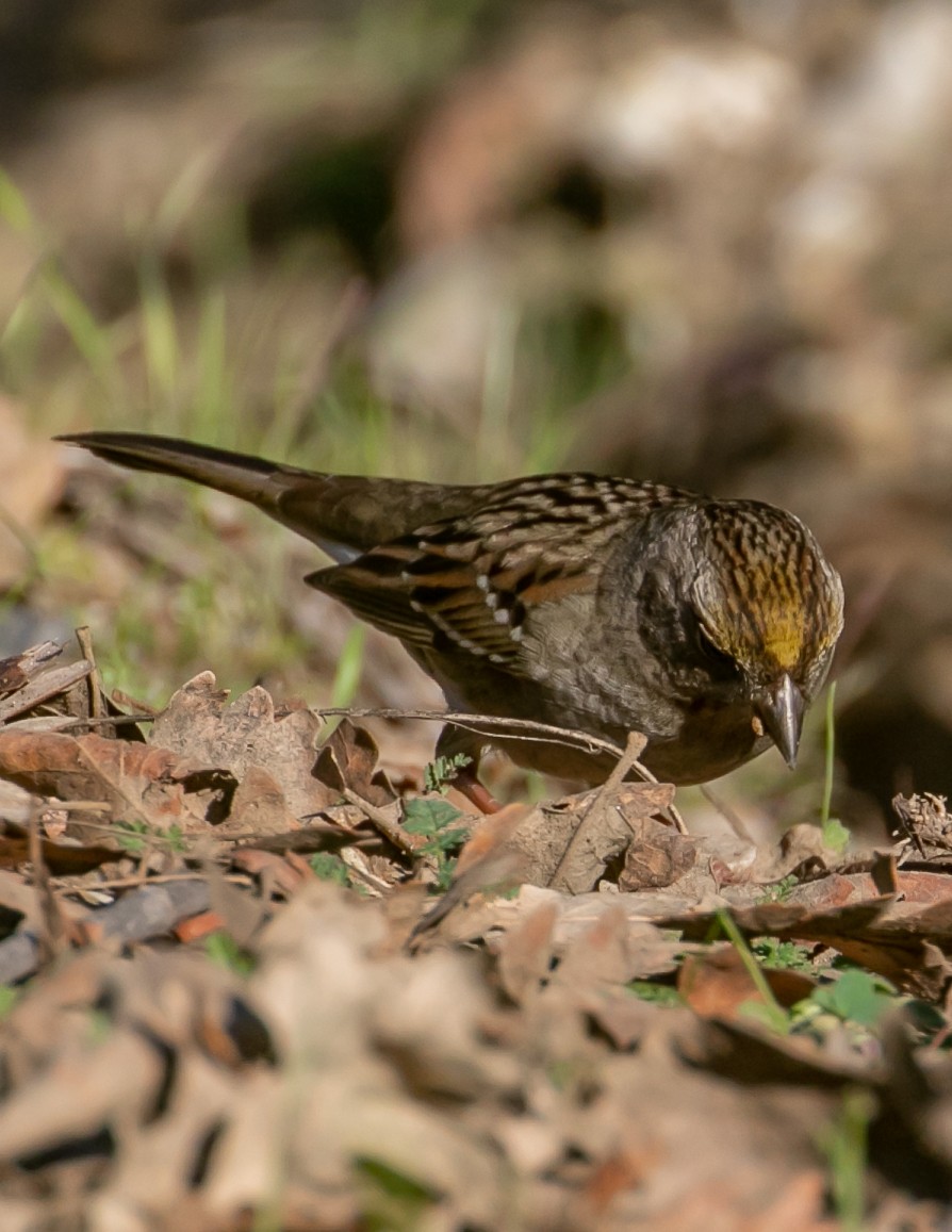 キガシラシトド - ML646949464