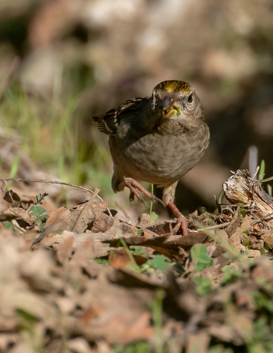 キガシラシトド - ML646949465