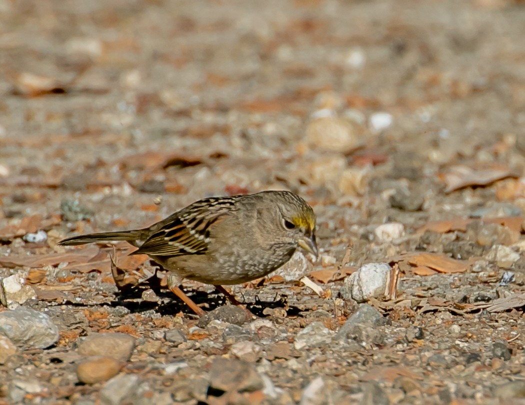 キガシラシトド - ML646949466