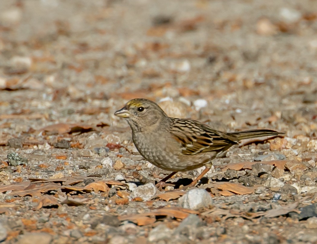 キガシラシトド - ML646949467