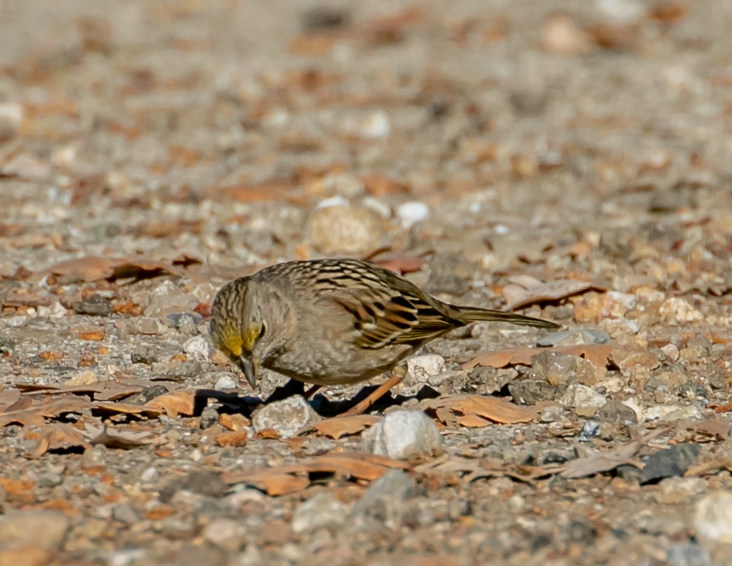 キガシラシトド - ML646949468