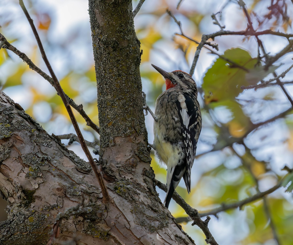 シルスイキツツキ - ML646949470