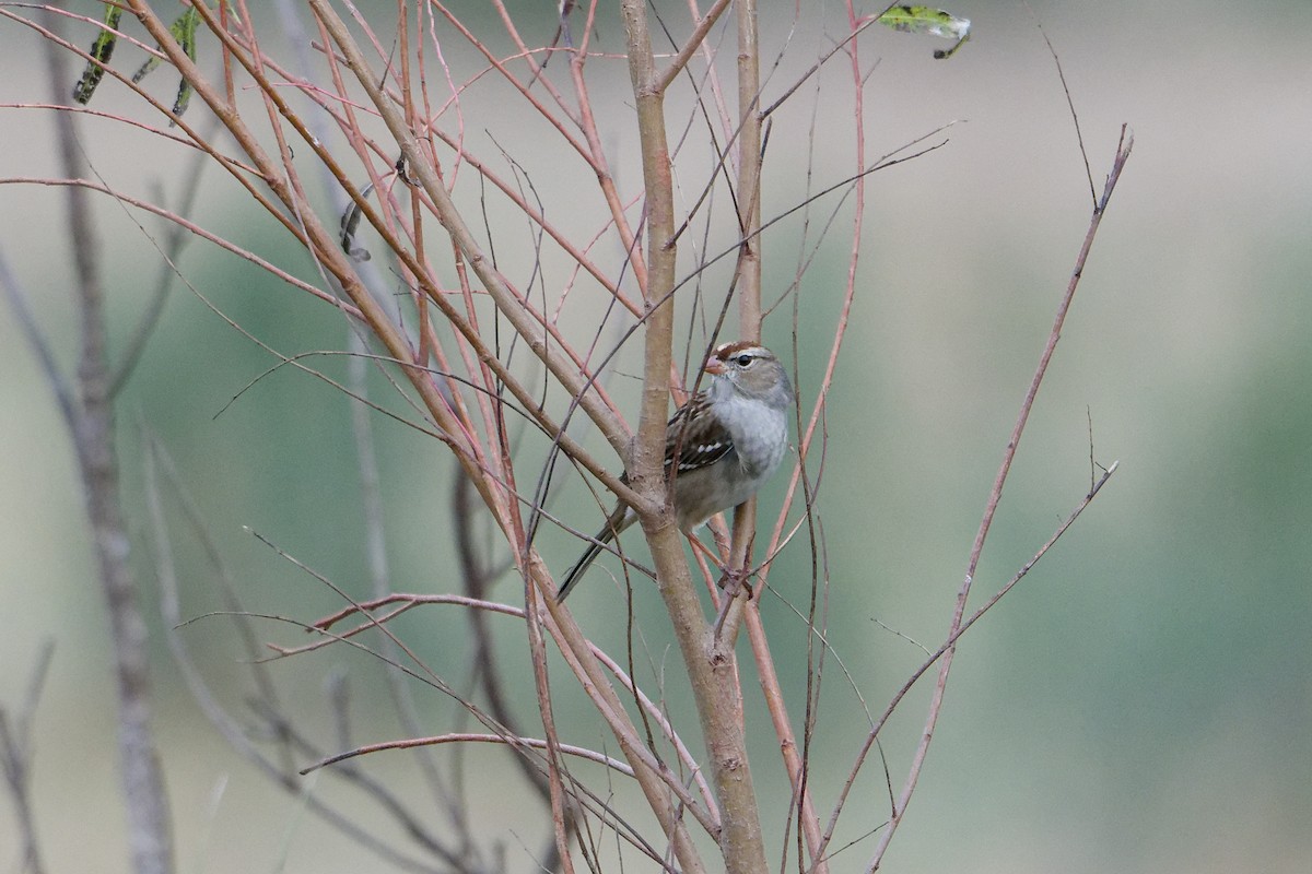 White-crowned Sparrow - ML646949475