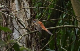 Australian Rufous Fantail - ML646949476