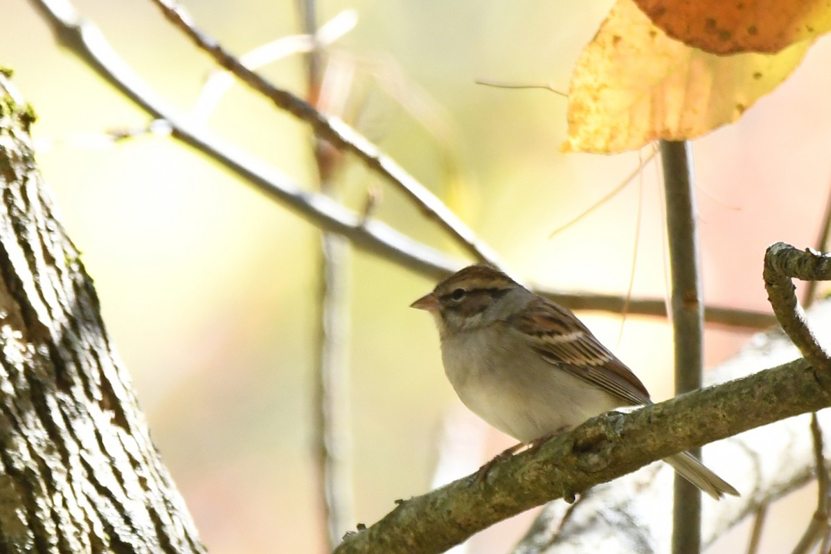 Chipping Sparrow - ML646949485