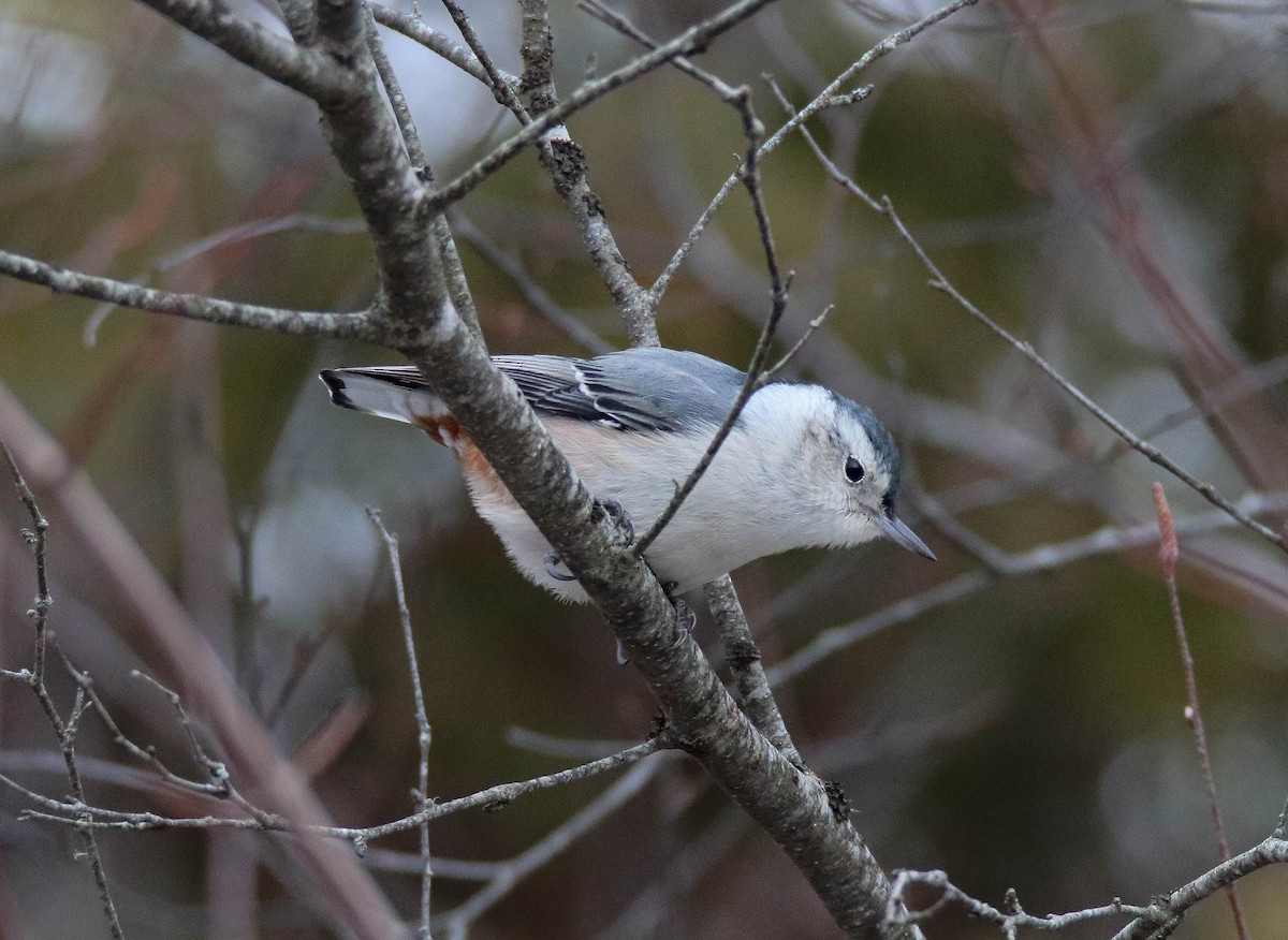 Beyaz Göğüslü Sıvacı - ML646949486