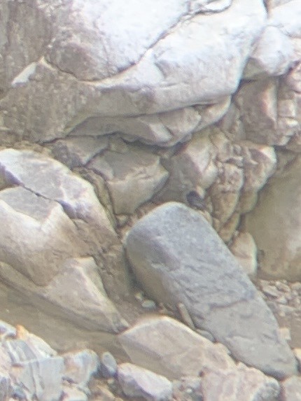 Black Phoebe - ML646949487