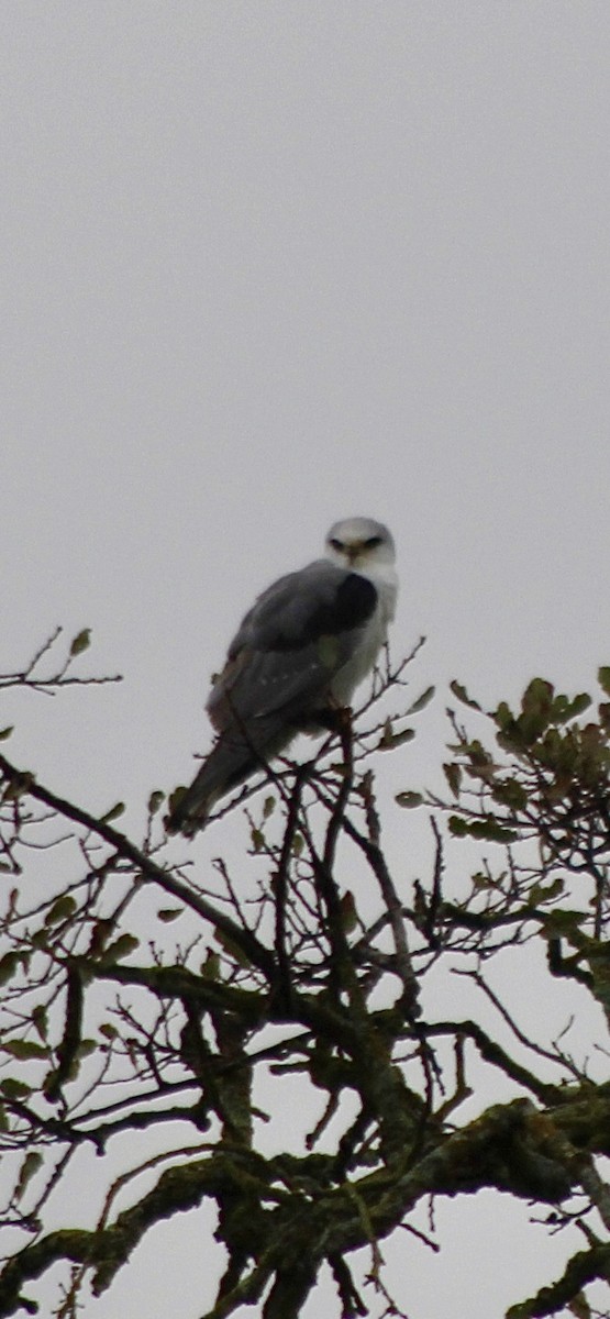 White-tailed Kite - ML646949489