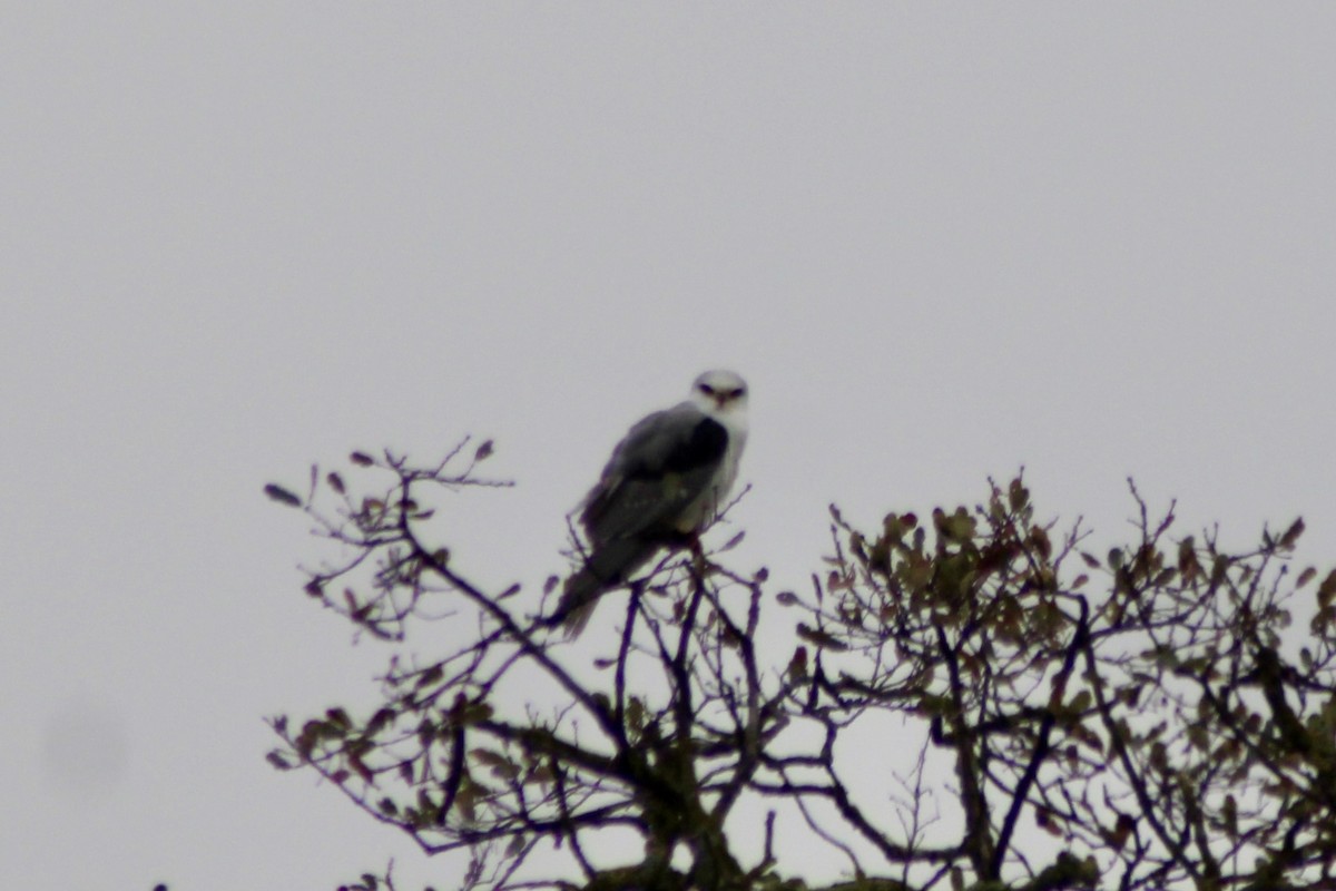 White-tailed Kite - ML646949490