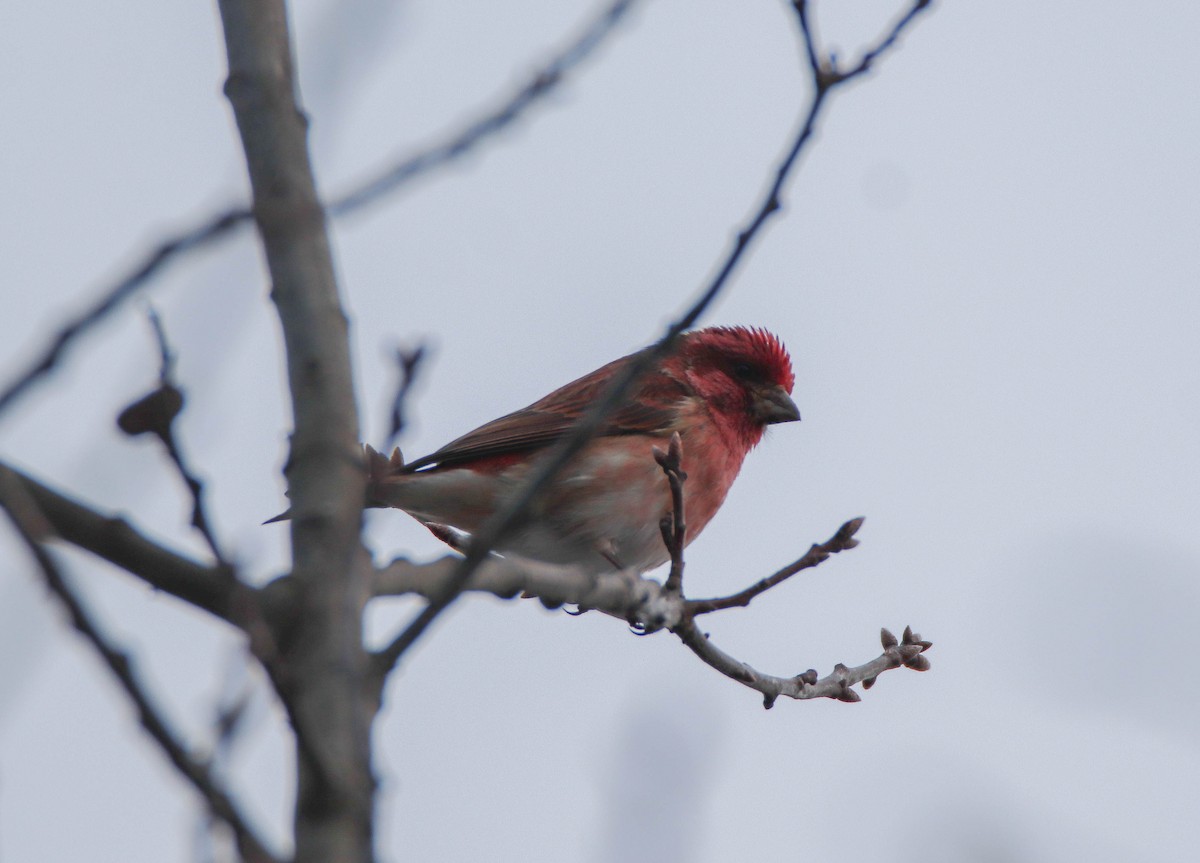 Amerika Çütresi - ML646949496