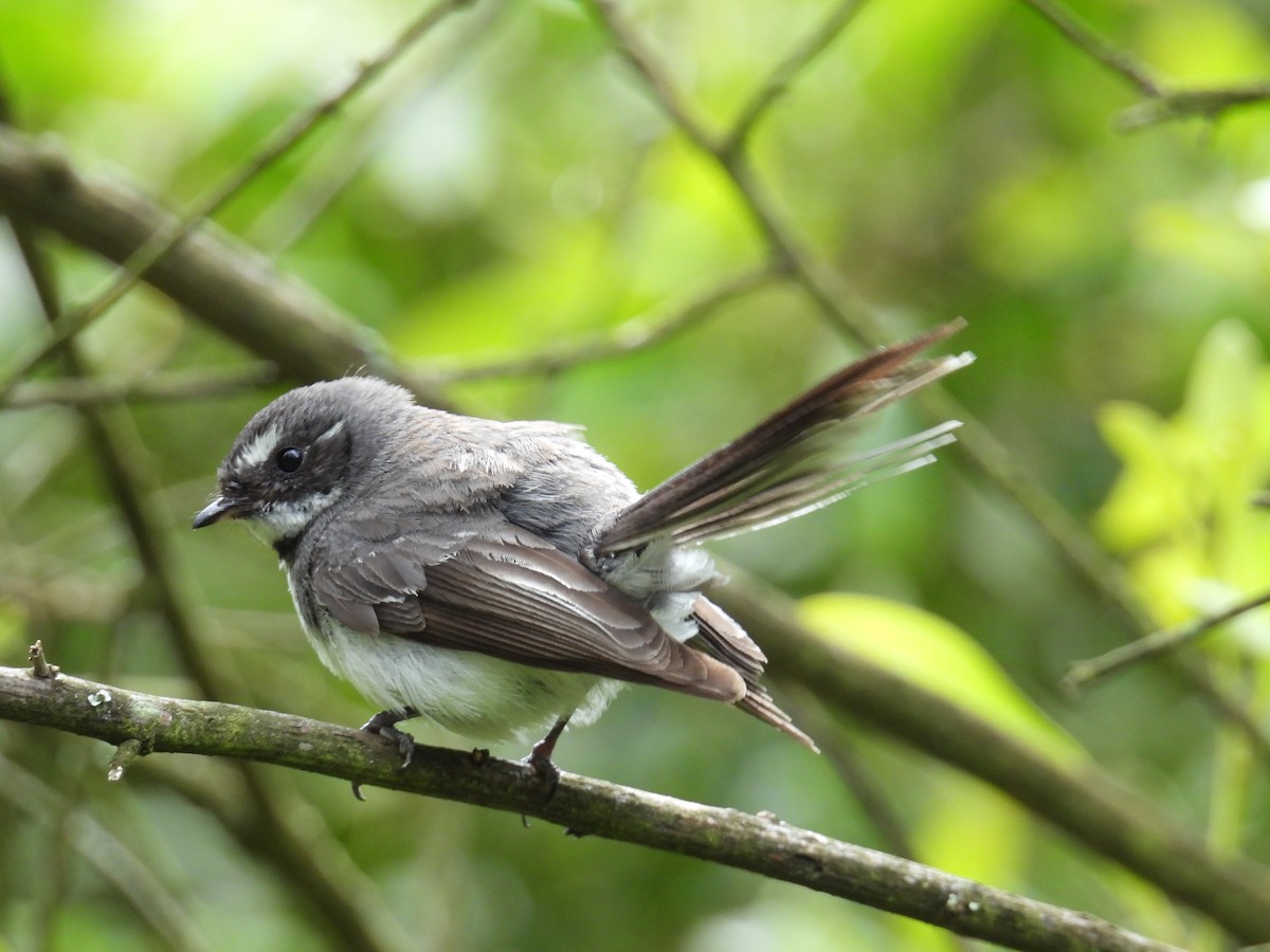 ハイイロオウギビタキ - ML646949499