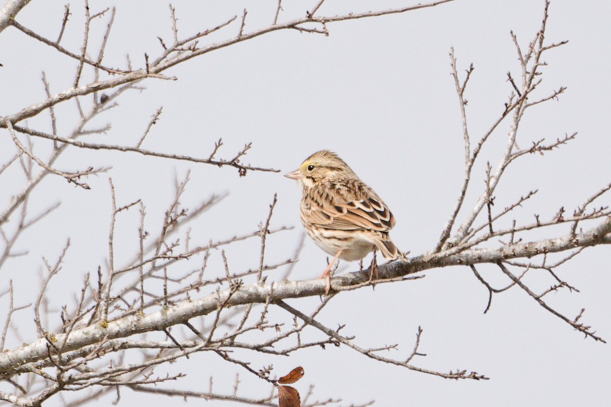 Savannah Sparrow - ML646949500